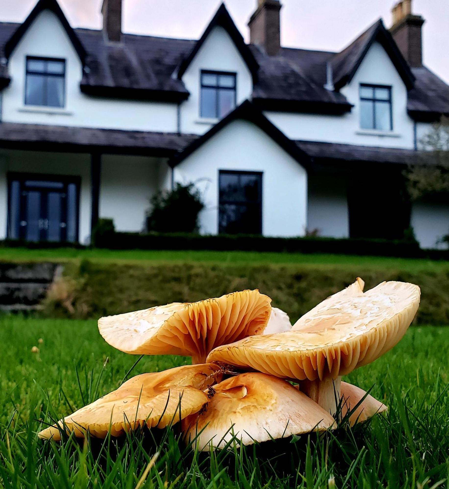 Bryansford Cottage Екстер'єр фото